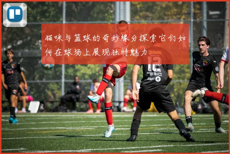 猫咪与篮球的奇妙缘分探索它们如何在球场上展现独特魅力